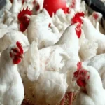 أسعار الفراخ البيضاء والبلدي وكرتونة البيض اليوم السبت 20-12-2025 وتأثيرها على السوق المحلي